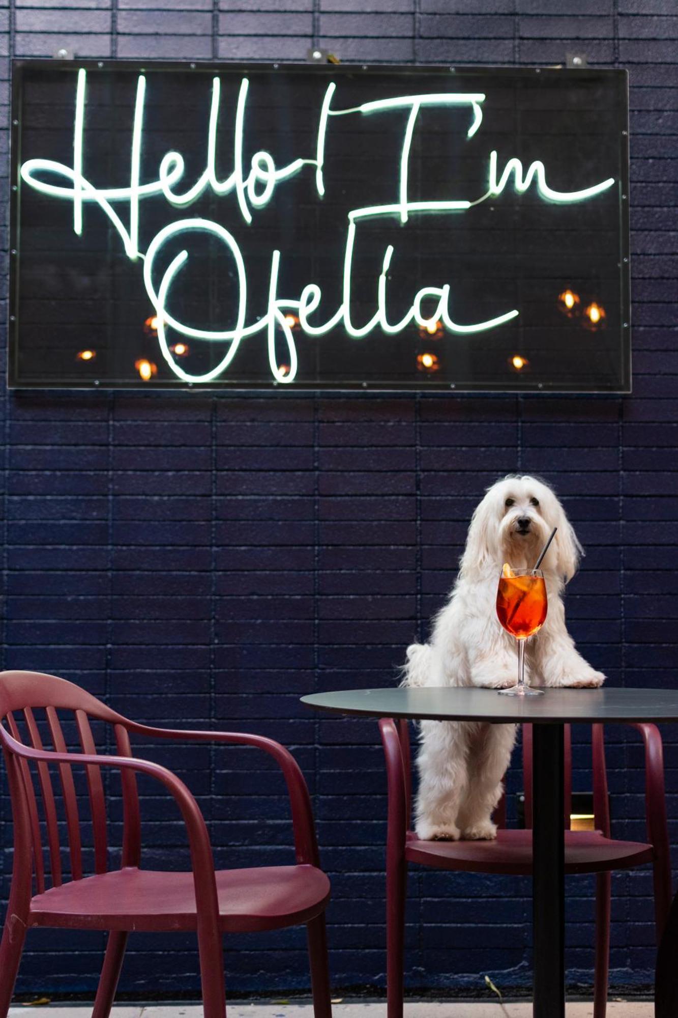Pullman Santiago Vitacura Eksteriør billede A dog at the bar